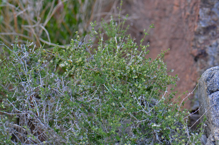 Starry Bedstraw flowers produce fuzzy nutlets with dense white silk hairs. Blooms from January to May, earlier or later in other parts of the country. Galium stellatum